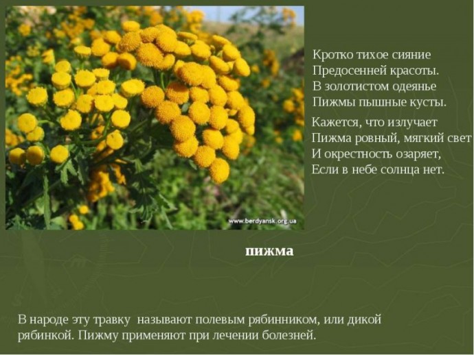 Полезные советы садоводу Полезные советы садоводу