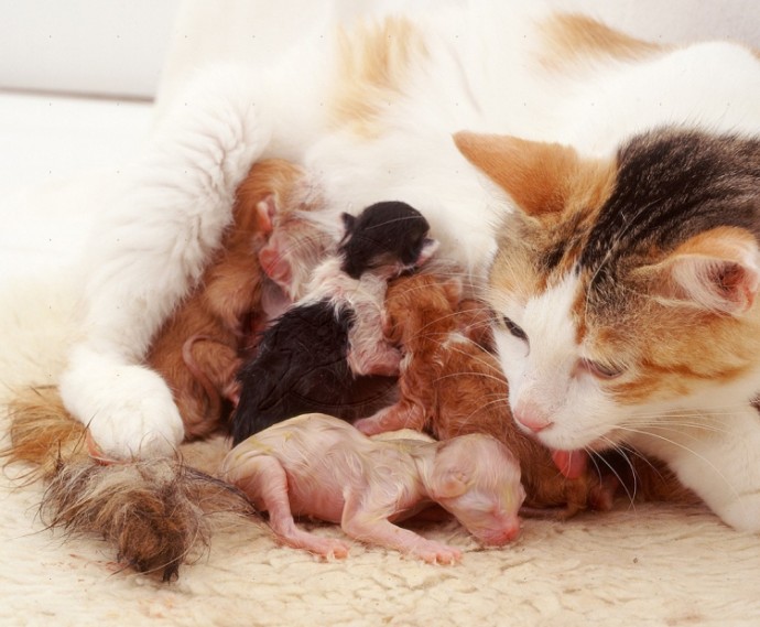 ​Что важно знать о том, сколько котят может родить кошка