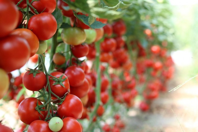 Как пасынковать помидоры