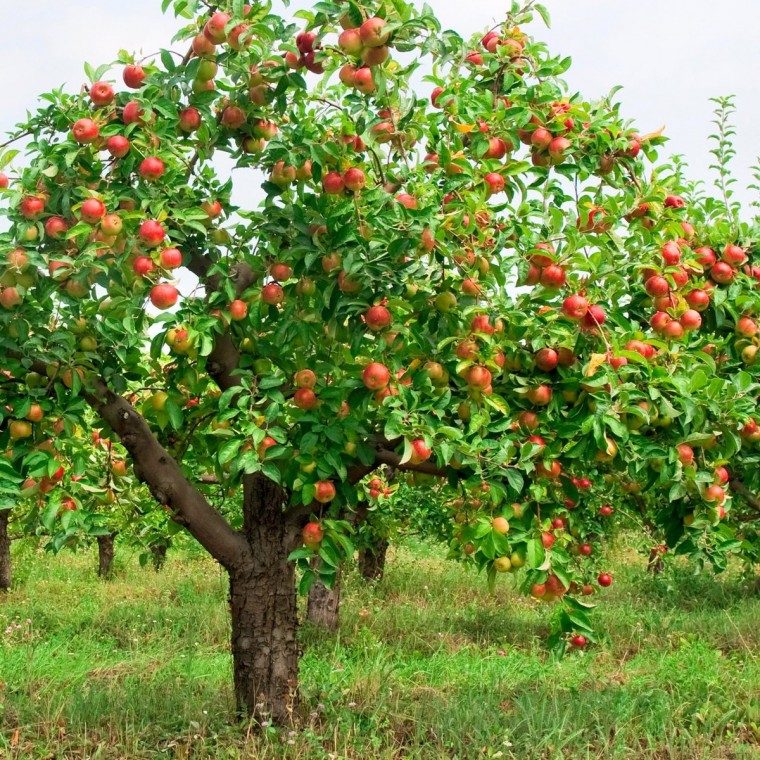 ​Рецепт садовой косметики для плодовых деревьев