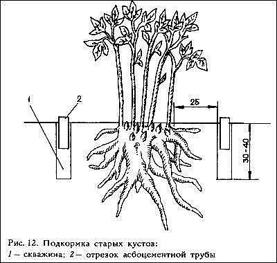 ​4 этапа внесения удобрений для пышного цветения пионов