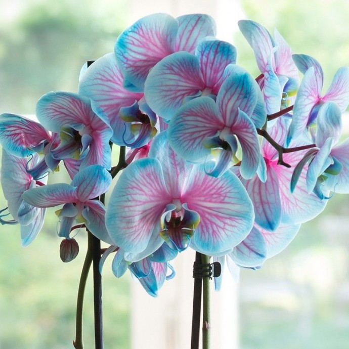 Чесночное лакомство для орхидей
