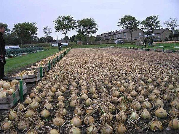 ​Как посадить и вырастить лук китайским способом