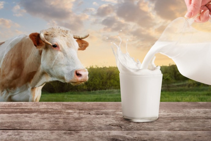 ​Как проверить качество молока: простые рекомендации