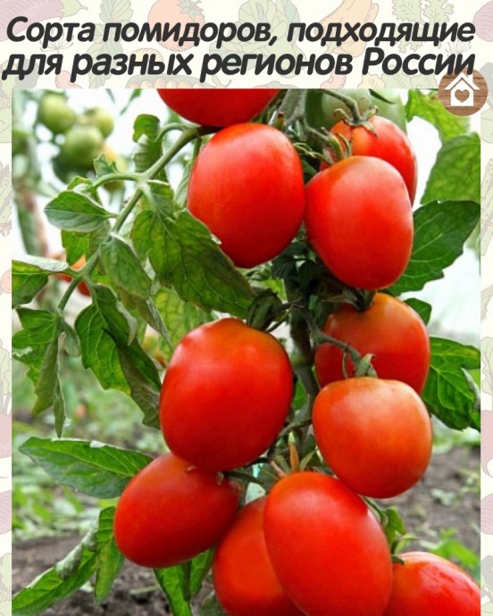 Сорта помидоров, подходящие для разных регионов России