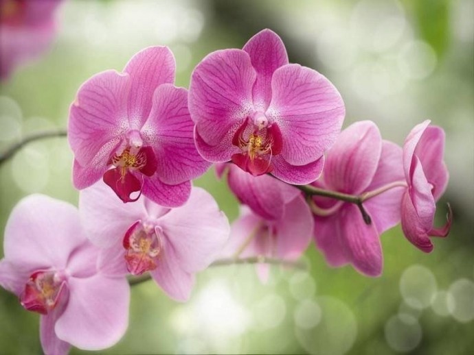Необходимые знания о цветении орхидей