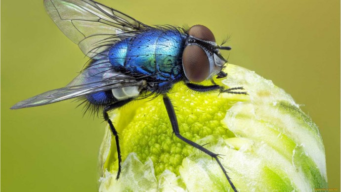 ​Как быстро избавиться от мух
