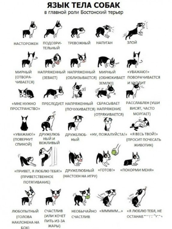 Как понять собачий язык без переводчика