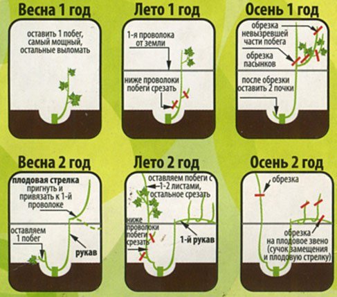 Как вырастить идеальный виноград