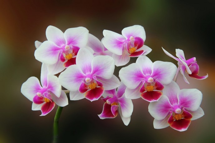 ​4 полезных совета в выращивании орхидеи