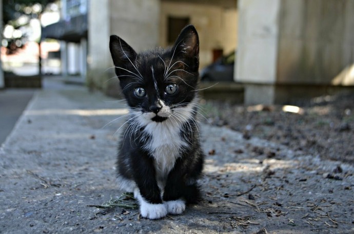 Уличный котенок в квартире: как правильно подготовиться к появлению нового питомца