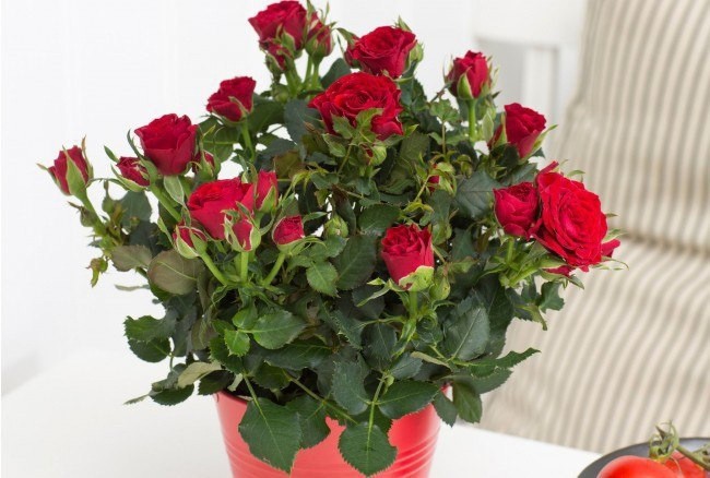 ​Секреты выращивания комнатной розы