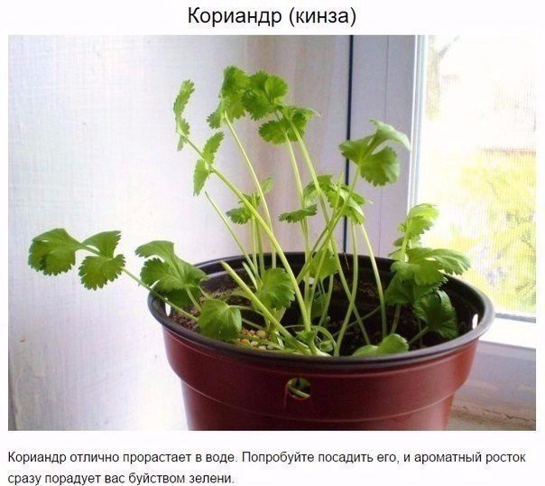 8 овощей, которые можно купить один раз, а потом выращивать дома самим