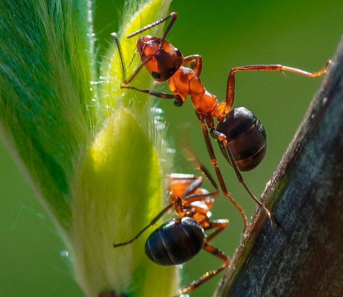 ​Как избавиться от муравьев