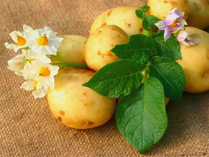 ​Как забыть навсегда о гнилом картофеле