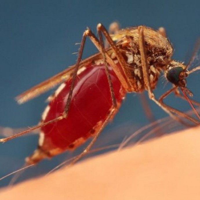 ​Надежная защита от комаров
