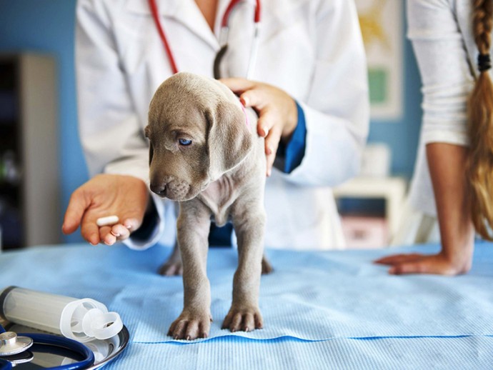 Зачем и как часто собакам проводят дегельминтизацию