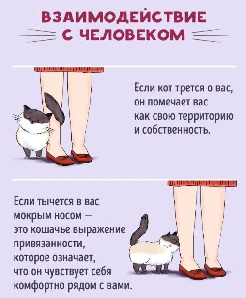 ​Язык котов