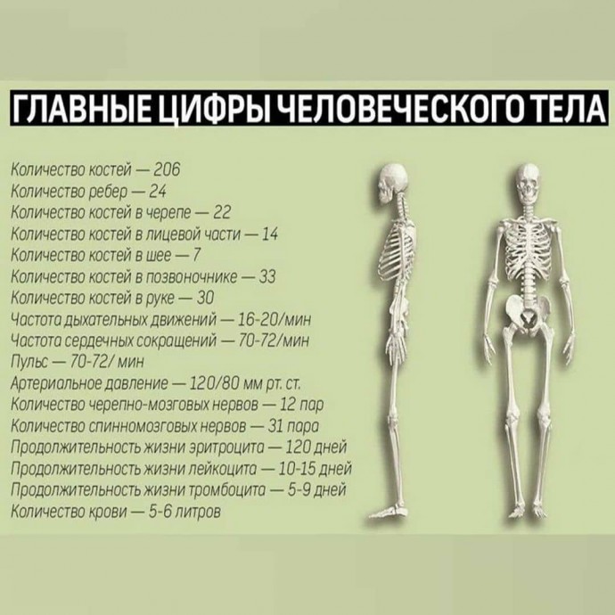 Главные числа человеческого тела, которые стоит знать
