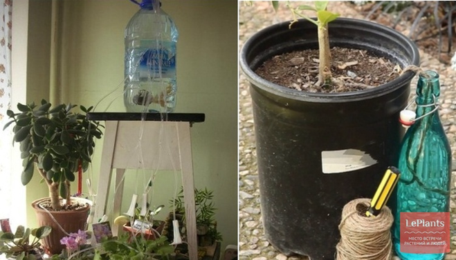​Автоматический полив для комнатных растений организовываем простым способом