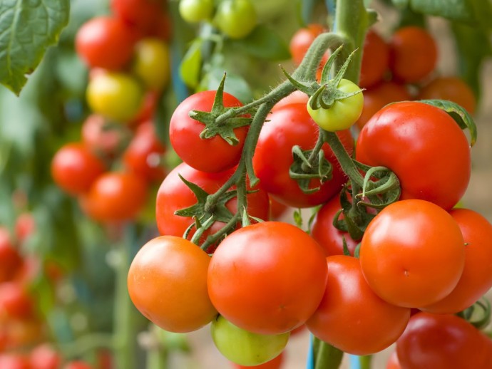 ​Дедовский 100%-ный способ для томатов