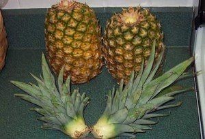 ​Кaк вырастить ананас из купленного в магазине плода за 4 шага