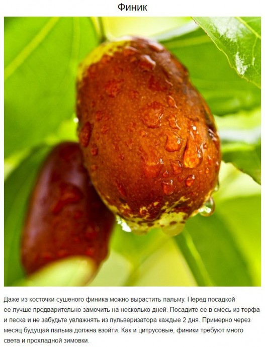 8 экзотических фруктов, которые можно вырастить дома