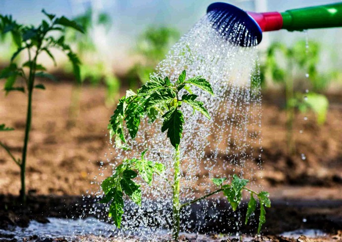 Сколько воды требуется овощным культурам