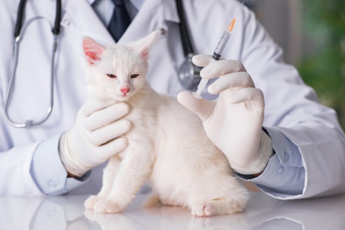 Подготавливаем кошку к вакцинации