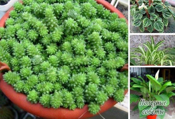 Самые неприхотливые растения для детской Самые неприхотливые растения для детской