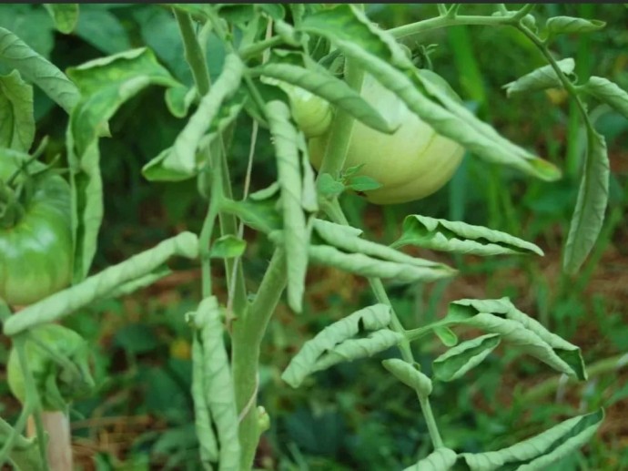 ​Меры по предотвращению скручивания листьев у томатов