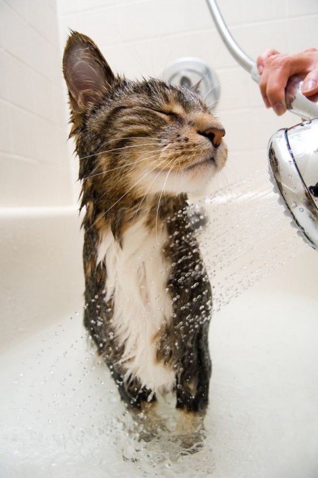 Как правильно купать котенка