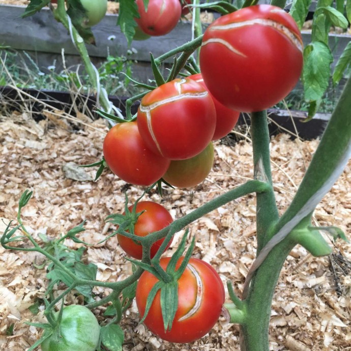 Почему в теплице трескаются томаты: 3 ошибки дачника