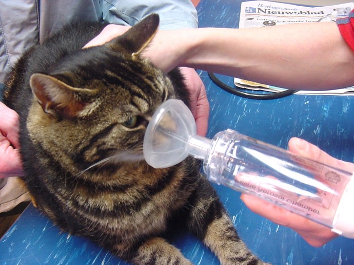 7 главных причин развития астмы у кошек