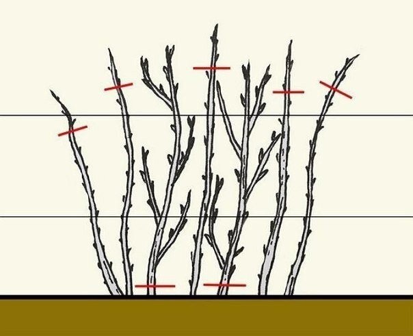 ​Как правильно обрезать малину весной, летом, осенью