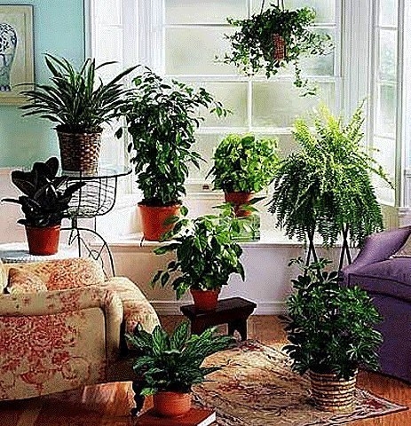 6 бабушкиных советов для комнатных растений .