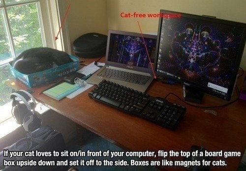 Если ваш кот любит лежать около компьютера