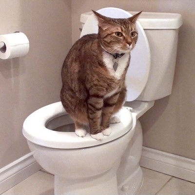 Дезодорант для кошачьего туалета