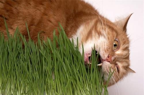 Как вырастить траву для кошек дома?