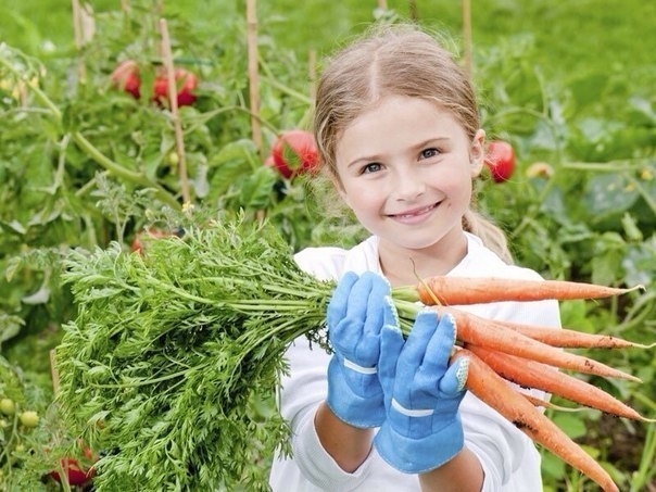 Секреты удобрения моркови