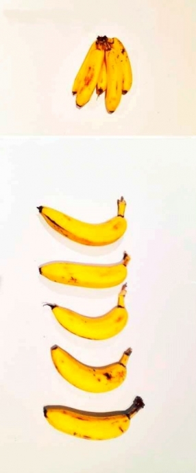 Как продлить жизнь бананам
