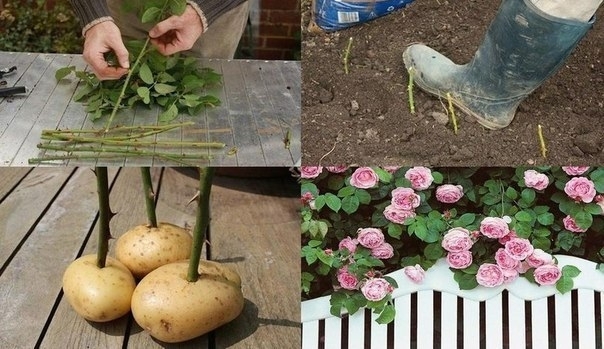Маленький секрет от садоводов