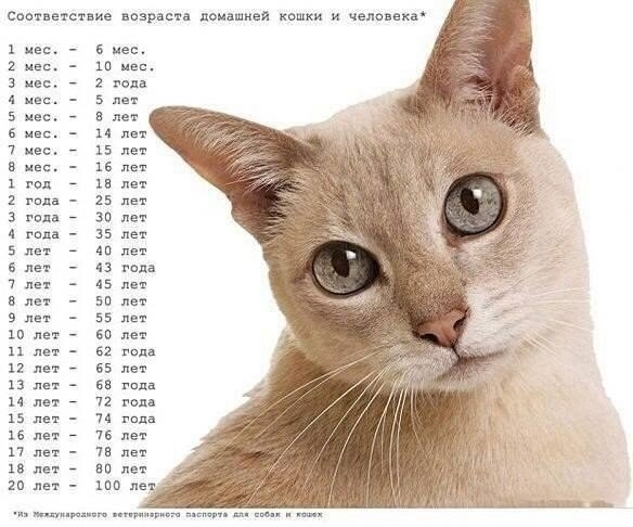 Соответствие возраста домашней кошки и человека.