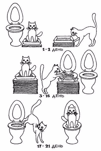 Как приучить котенка к унитазу