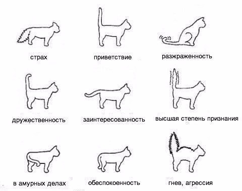 Учимся понимать кошачий язык