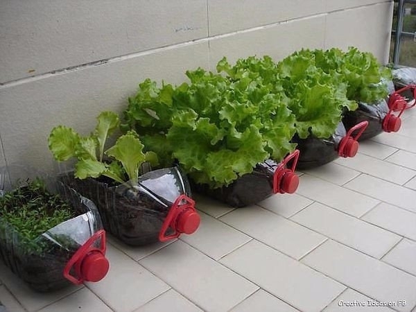 Клумбы для выращивания зелени из пятилитровых пластиковых бутылок