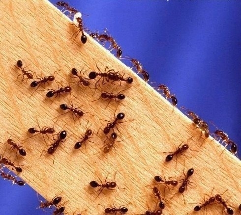 Чтобы избавиться от муравьев на кухне