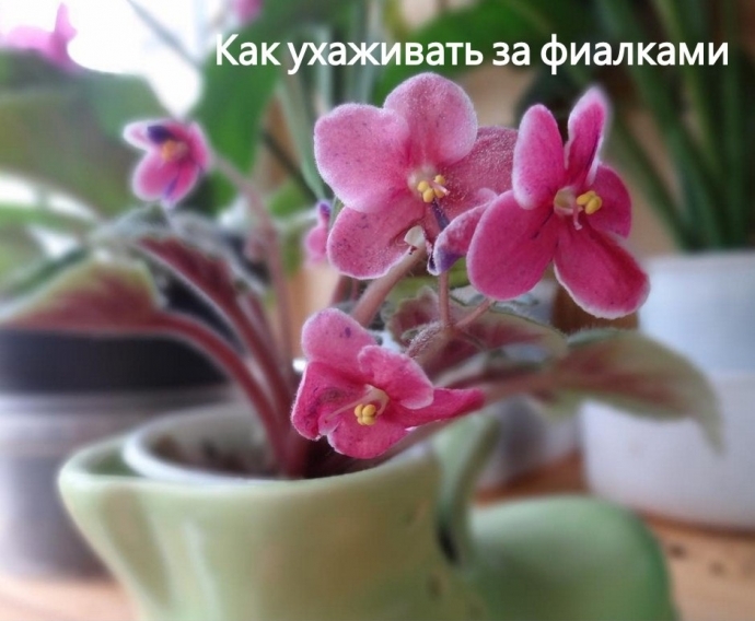 Как ухаживать за фиалками: 7 правил. Как ухаживать за фиалками: 7 правил.