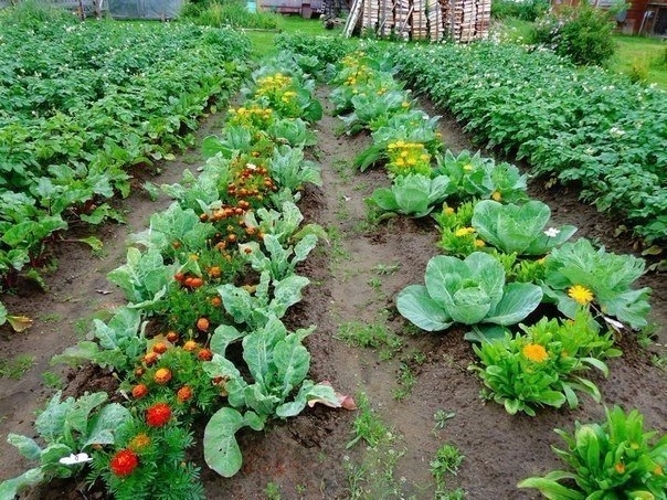 Овощи, которые стоит посадить рядом друг с другом.