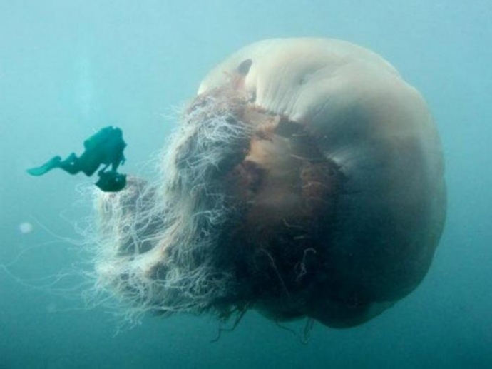 Что делать при укусе медузы?